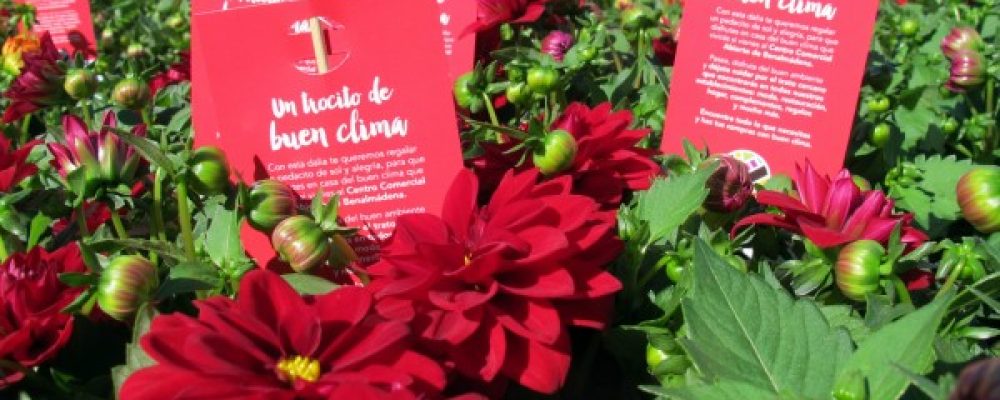 ACCAB REPARTE MIL DALIAS PARA PROMOCIONAR EL CENTRO COMERCIAL ABIERTO DE BENALMÁDENA