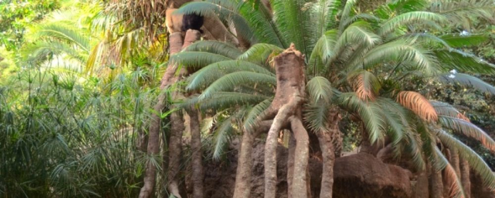 LA ACEB FIRMA RENUEVA EL CONVENIO CON BIOPARC, CON DESCUENTOS DEL 20% EN EL PRECIO DE LA ENTRADA